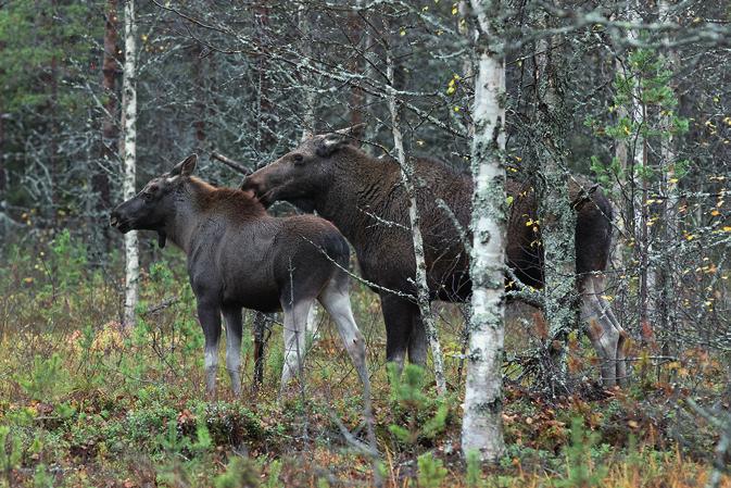 3 Tunnistaminen Hirven lähestyessä tarkkaile tilannetta rauhallisesti ja tunnista eläin varmuudella ennen ampumista. Älä ahnehdi ampumatilanteita.