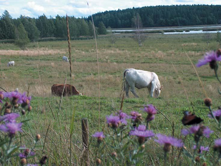 Kuva 41. Laidunnus on luontainen keino luonnon monimuotoisuuden ylläpitämiseksi.