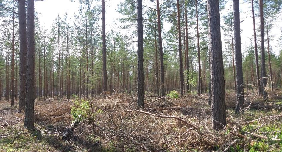 32 5.5 Metsätalous Pohjavesialueilla pyritään nykyään välttämään ojituksia, kunnostusojituksia ja lannoituksia, mutta metsätalouden toimenpiteistä hakkuut ja maanmuokkaus lisäävät valumavesien määrää