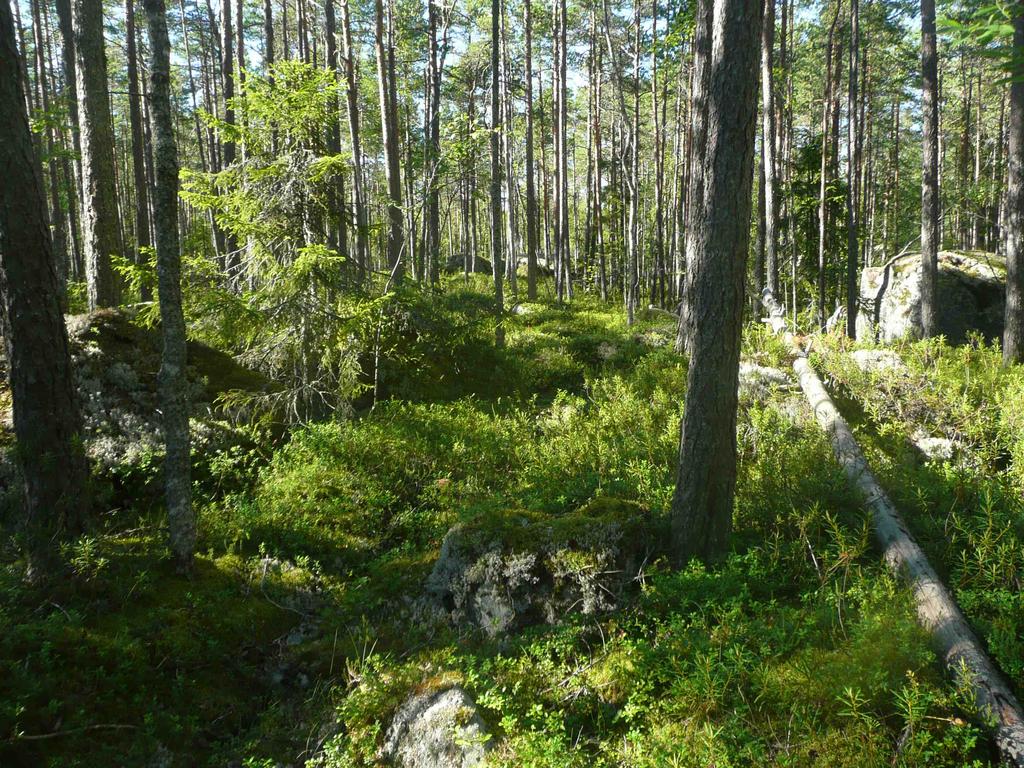 Arvo virkistyskäytölle: Virkistyskäytön seurauksena syntyneitä metsäpolkuja kulkee nevojen itäreunalla sekä Koskskogenissa rämeiden välisellä kankaalla. Aluetta käytetään myös maastopyöräilyyn.