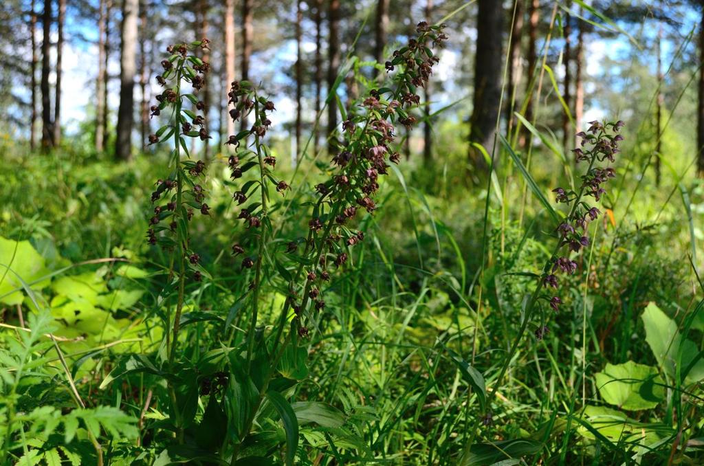 LEHTONEIDONVAIPPOJEN Siirtoistutukset Kekkosentie-Teiskontien