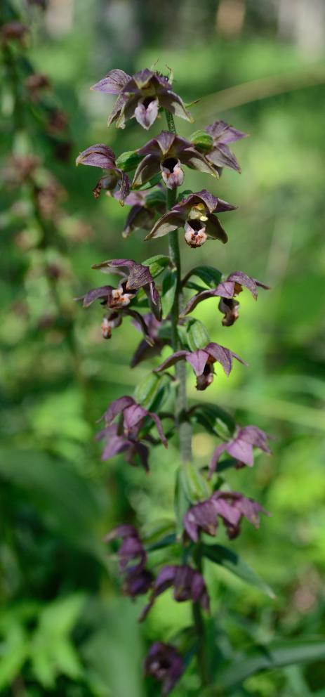 Johdanto Lehtoneidonvaippa ( Epipactis helleborine) on kämmekkäkasvi eli orkidea.