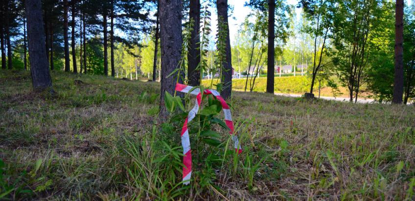 Kasvillisuuden säännölliset raivaukset aloitettiin vuonna 2012. Sen jälkeen lehtopensaat eivät ole enää kasvaneet kovin isoiksi Ramppisilmukan kasvillisuus on ollut tiehallinnon hoidossa.
