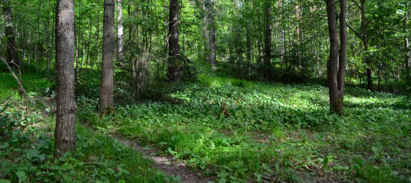 Aluskasvillisuus on lehtolajistoa, kuten keltavuokkoa, lehtoimikkää, kevätesikkoa, kevätlinnunhernettä, metsämaarianheinää ja lehtoleinikkiä (Tampereen kaupunki 2013).