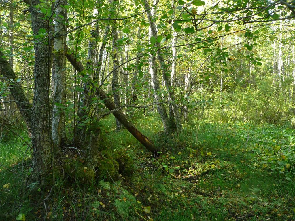 Tuovilan-Granholmsbackenin osa-yleiskaavaan on merkitty ulkoilureitin yhteystarve Storträsketin etelä- ja itäpuolelle.