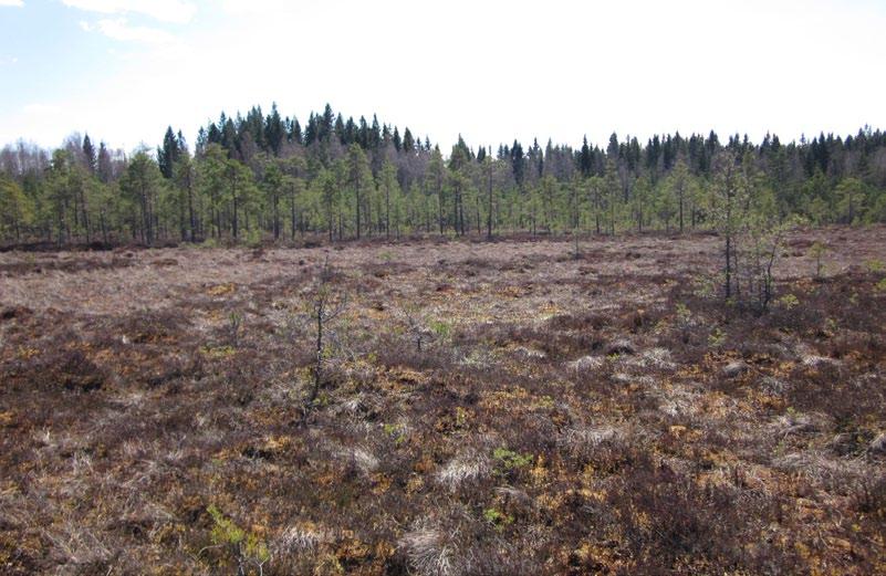 NATURA 2000 TAVOITE Natura 2000 -yleissuunnitelma Vantaanjoelle TOIMENPITEET Toimitaan Vantaanjoen yleissuunnitelmassa esitettyjen suojeluperiaatteiden mukaisesti.
