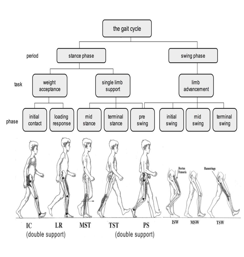 dusvaiheeseen, joista tukivaihe käsittää noin 60 prosenttia ja 40 prosenttia kuuluu heilahdus- commonly used. In the figure, active muscles are indicated in grey.