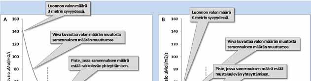 Kuva 24. Samennuksen vaikutuksen arvioiminen rakkolevän ja mustaluulevän elintoiminnoille/ yhteyttämiselle.