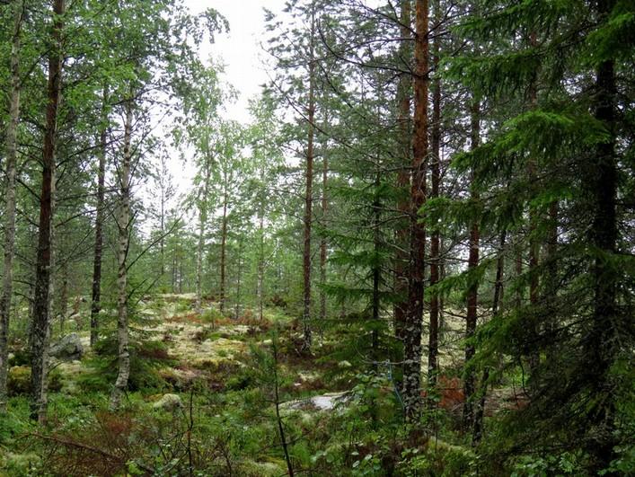 Kivinen etelärinne, tuoreehko kangas, varttunutta