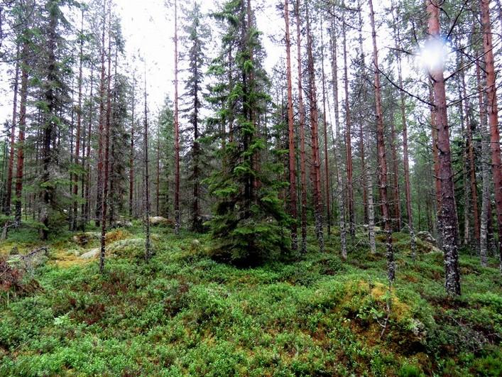 rinne, varttunutta kasvatusmetsikköä.