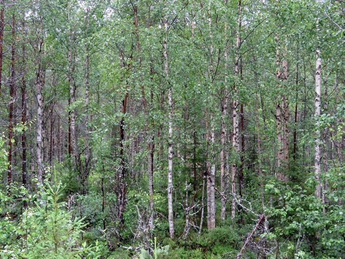 Loiva kivikkoinen rinne, tuore kangas, taimikkoa ja