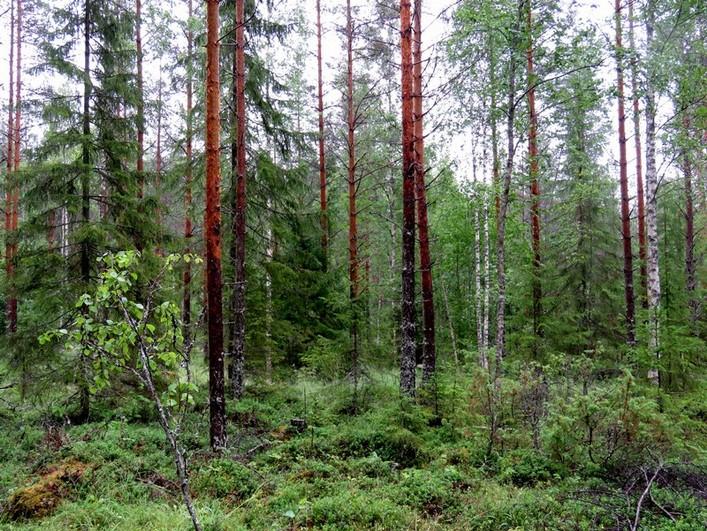 loivan rinteen eteläpuolella, nuorta kasvatusmetsikköä. Kuva 14.