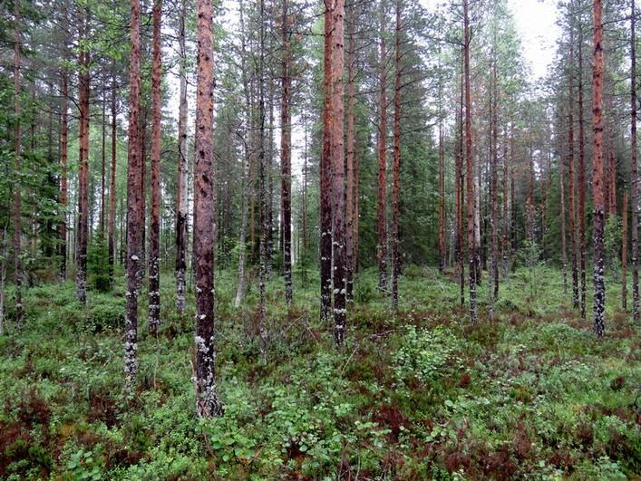 Matala tasainen soraharjanne, avohakattu, muokattu.