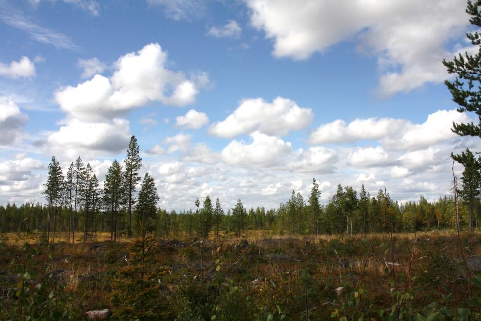 Puustoiset suot ja metsät ovat sulkeutunutta maisematilaa.