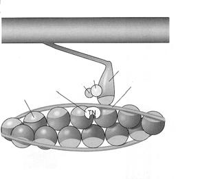 Troponin G-Actin P i ADP Myosin head Tropomyosin blocks binding site on G-actin