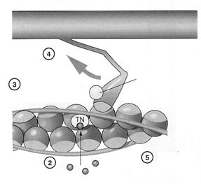 moves Cytosolic Ca 2+ Sähköteoria 1.