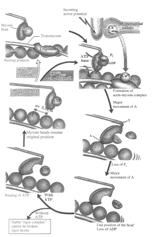 Molekyylimekanismi Despopoulos & Silbernagl (1991) Ca 2+ 1-10 µmol/l 1.