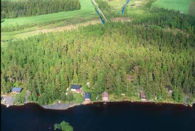 Naurulokkeja vesilintuja.