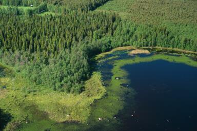 Paikoin ruoikkoa Mattasgrundetin ja mannerrannan