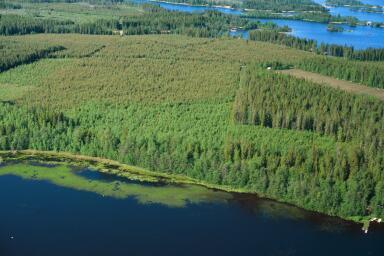 . Rantametsät ovat karuhkoja harmaaleppää, koivua