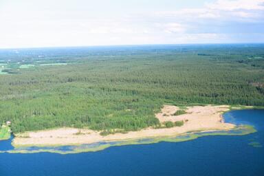 kuusikoita sekä harmaaleppämetsikkö, linnustollisesti