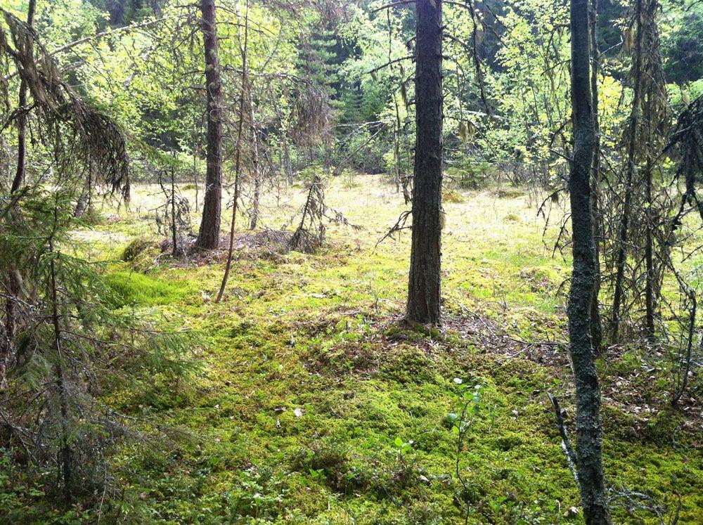 Våtmark bakom nya byggplatser. Kuva 6. Itäisimmän uuden rakennuspaikan alue.
