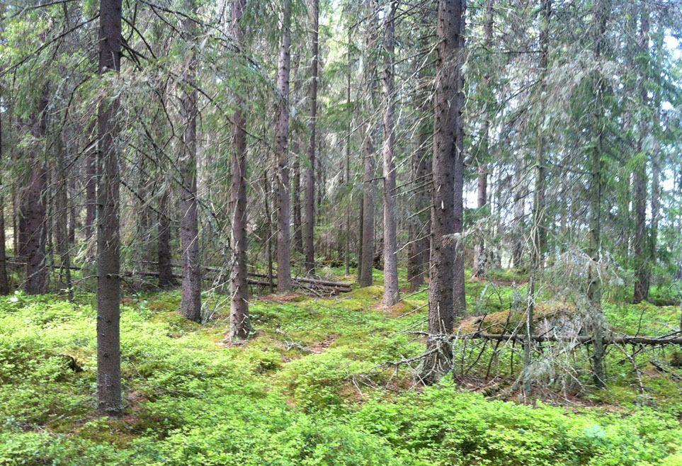 lisääntymis- ja asuinpaikkana.