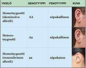 Tehtävä 2 Minkälaisia lapsia korvan nipukallisuuden suhteen saavat vanhemmat, joilla isällä on nipukalliset