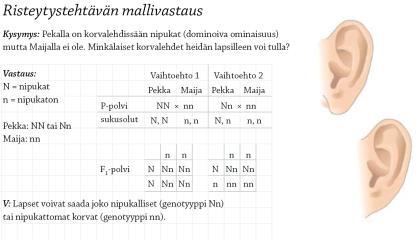 Geenit ja alleelit Alleelit: geenin eri muodot Jokaisen geenin alleelien suhteen yksilö voi olla: Homotsygoottinen (AA tai aa). Heterotsygoottinen (Aa).