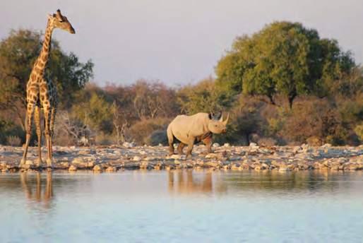 We study some geography and history, invite African guests, and go for museum visits. This course demonstrates phenomenon based learning at its best.