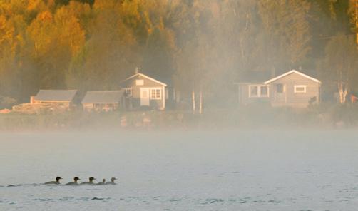 Lämpimän syksyn 2011 muutto jatkui pitkään Lämpimän syksyn 2011 muutto jatkui pitkään Isokoskelot, Torniojoki Matti Suopajärvi Sepelhanhi. 10.9. Km Liedakkala 1 (RKu). Ristisorsa. 21.8.