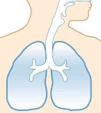 7 2 LASTEN ASTMA 2.1 Hengityselimistön rakenne Keuhkot huolehtivat elimistön hapen saannista ja hiilidioksidin poistosta elimistöstä.