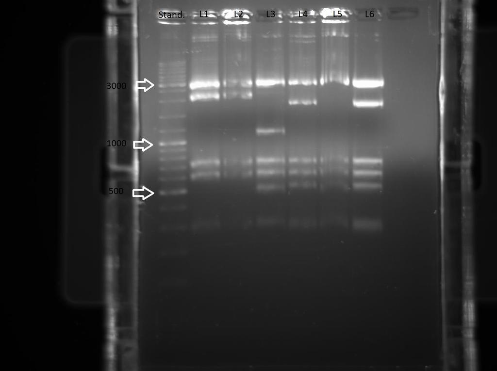 18 Kuva 4 LTL3- geenin Nco1-digestion tulokset 1 % agaroosigeelissä Taulukon nro 8 perusteella voidaan nähdä selkeät erot alkuperäisen vektorin (LTL1) ja uuden kloonin (LTL3) digestiotuotteiden