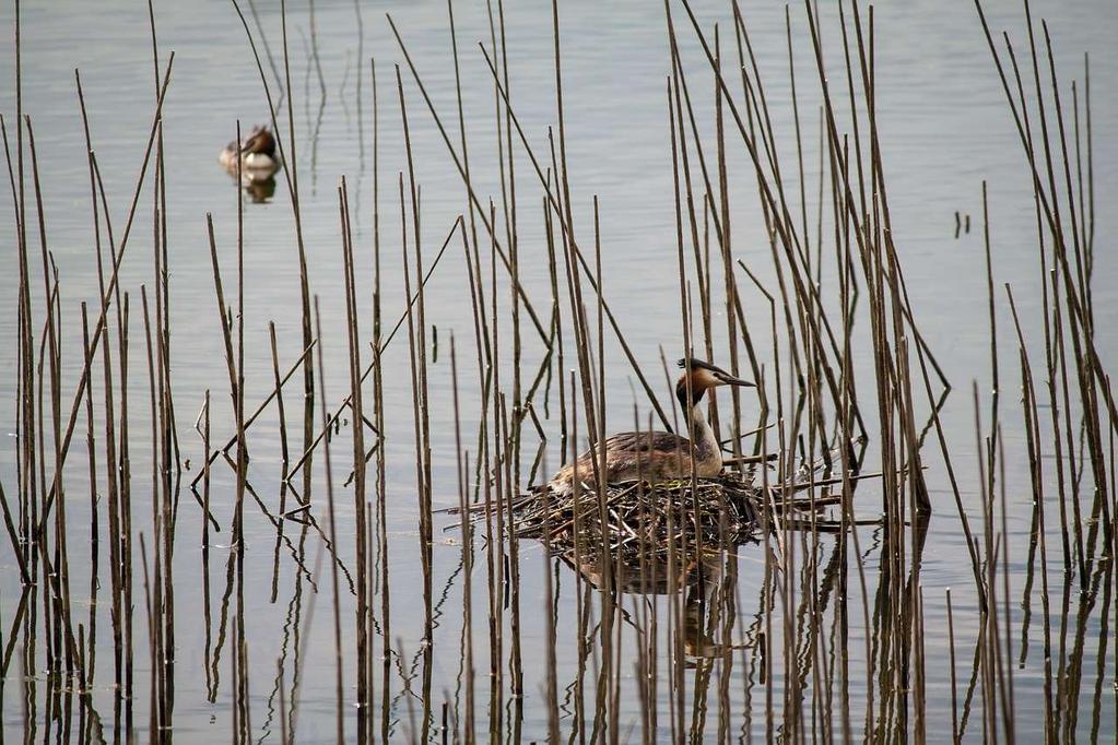 HAITTA LUONNOLLE - Kalojen kuolemia odotettavissa biomassaa poistuu kun kalat kerätään Kalaston vähentäminen tehokas kunnostuskeino - Kuolleet kalat eivät ole linnuille tai muille