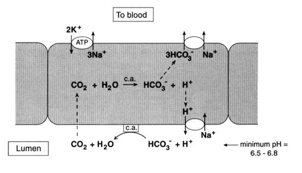 HCO 3 :n reabsorptio 1 Proksimaalisessa