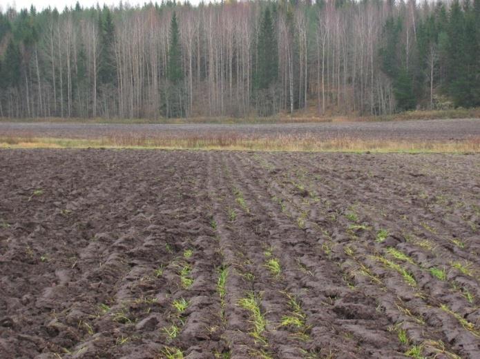 Kerääjäkasvi on hyödyksi - Pellolle Kasvimassaa, juuria, elävyyttä - Ympäristölle Eroosion esto,