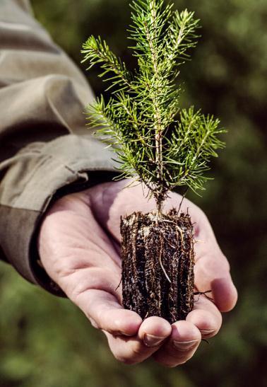 Biotuotetehtaan aikatauluja Tehdas käynnistyy kolmannella neljänneksellä vuonna 2017 Puun ostoa lisätään jo 2016 Yrittäjäresurssien lisääminen syksystä 2016 alkaen Puun