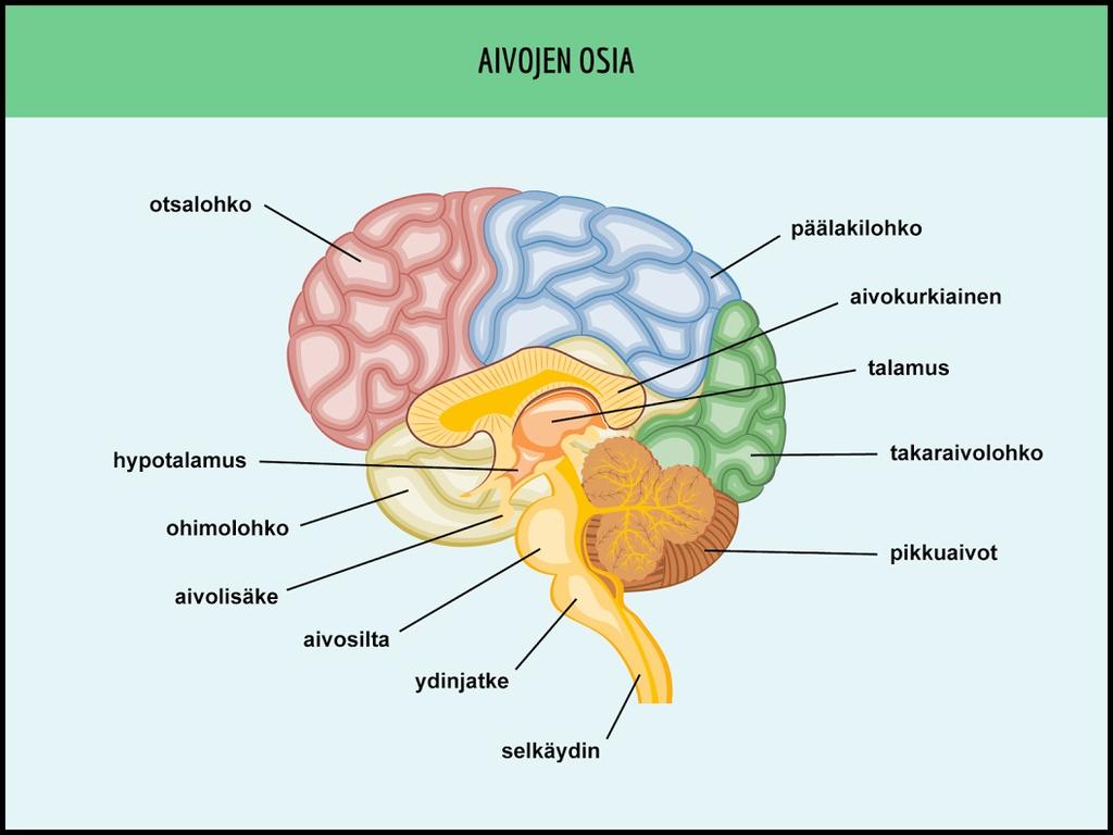 6 informaatiota ja on osallisena muistijälkien synnyttämisessä. Takaraivolohkon näköaivokuori osallistuu näköaistimuksen syntyyn. (Sand ym. 2014: 131-132.