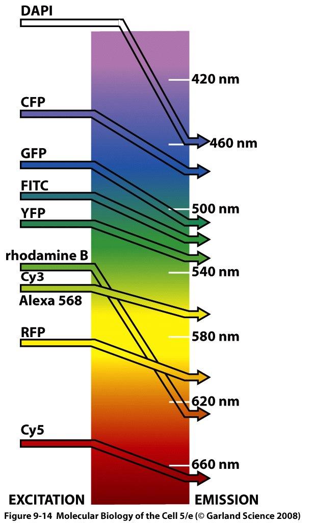 Fluoresenssimikroskopian idea ja muutamia käytettävissä