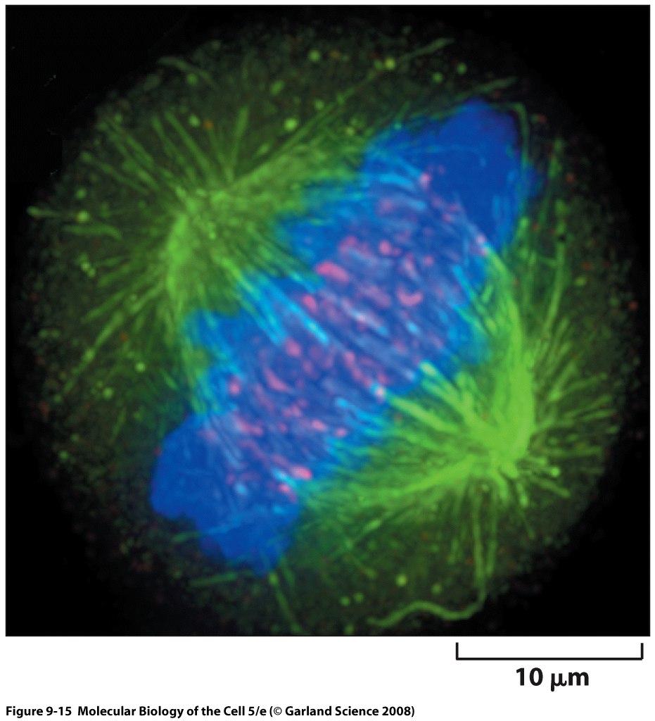 mikrotubulukset vihreä sentomeerit