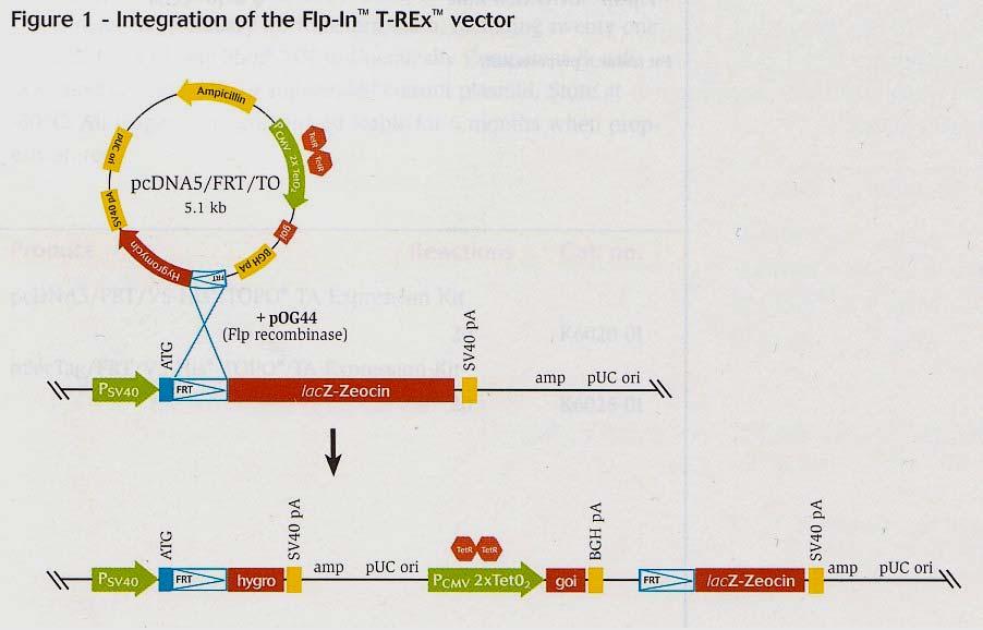 Invitrogen 2002 p.