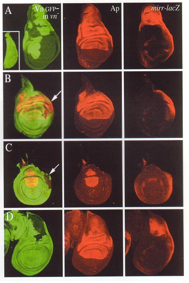 GFP Green Fluorescent Protein on toinen usein käytetty reportteri