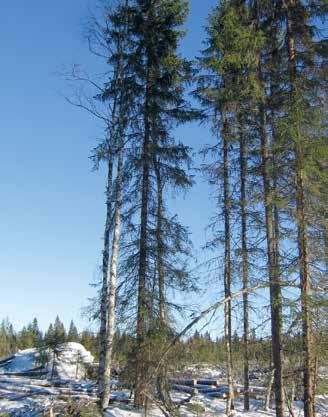 Minä uskon, että myös luonnon kannalta metsien kestävä käyttö sertifiointineen on viisasta. Hyvin hoidetut metsät eivät ole luontoarvojen ja virkistyskäytön vastakohta päinvastoin.