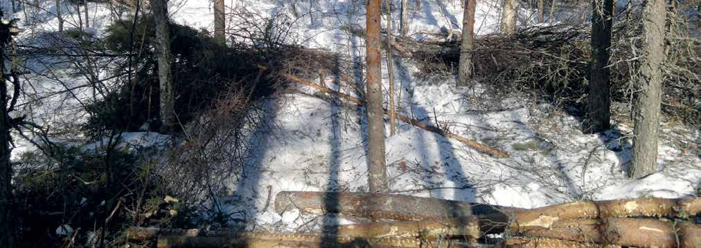 Irmeli Ruokanen Noin 5500 metsänomistajaa on saanut kirjeen ja kartan, jossa näkyy sähköjohtoja mahdollisesti uhkaavat riskipuut ja kaikki palstan hakkuusuositukset.