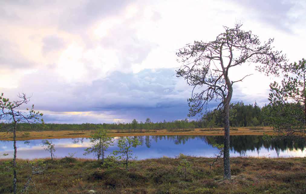 16 1/2015 uutiset Jäsenkatoako metsänhoitoyhdistyksissä? Aleemme sanomalehti sitoutumaton Kaleva uutisoi 31. joulukuuta otsikoilla jäsenkatoa luvassa keväällä.