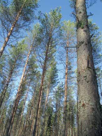 Sellaisen hakkuun hän kuitenkin teki. Eero Alaraasakka Lieneekö nähnyt valtion metsissä hyviä esimerkkejä. Olihan siellä jo 10-luvulla uudistettu avohakkuulla ja kylvöllä metsiä.