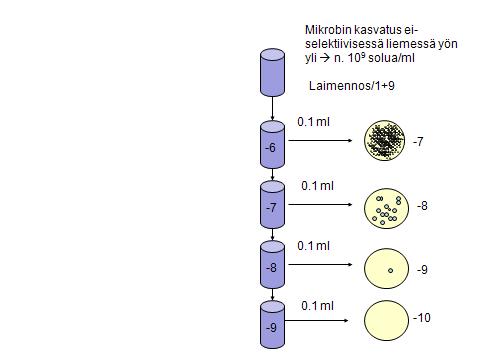 19 +37 o C:ssa, jolloin mikrobitiheydeksi saadaan 10 8-10 9 solua/ml. Kasvatusliemen mikrobitiheys inkuboinnin jälkeen saadaan määritettyä valmistamalla laimennossarja 10-9 asti kuvion 1 mukaisesti.