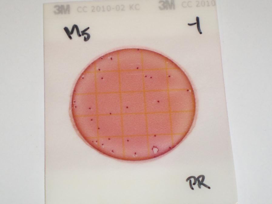 22 KUVA 1. Punaisia koliformisia pesäkkeitä petrifilmillä. 5.1.2 Enterobakteerien määrittäminen NMKL:n Nro.