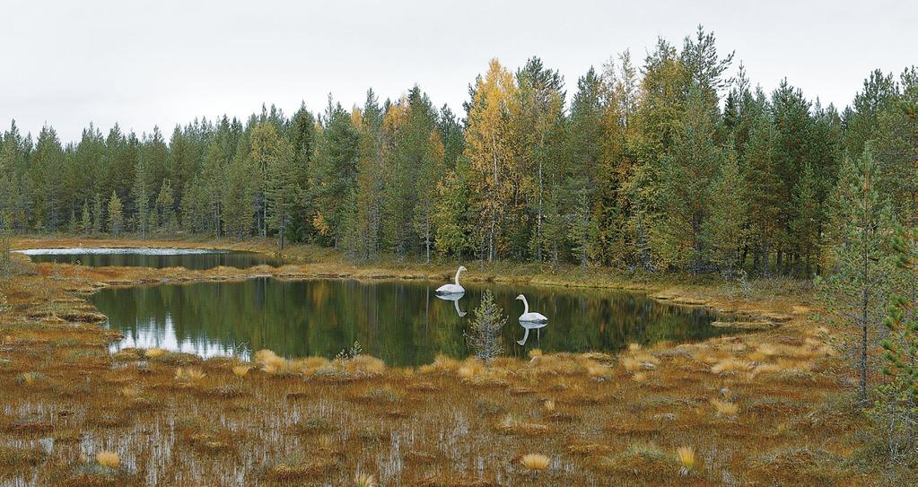 Linnustonseuranta Suomen laajat järvi-, metsä- ja suoseudut mahdollistavat huomattavasti arvioitua suuremman laulujoutsenkannan pesimisen syrjäisillä ja huonosti havainnoiduilla alueilla.