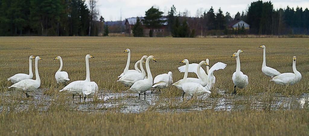 Linnustonseuranta Vuoden lintu -hanke on paitsi tutkimuksellinen myös tiedotuksellinen.